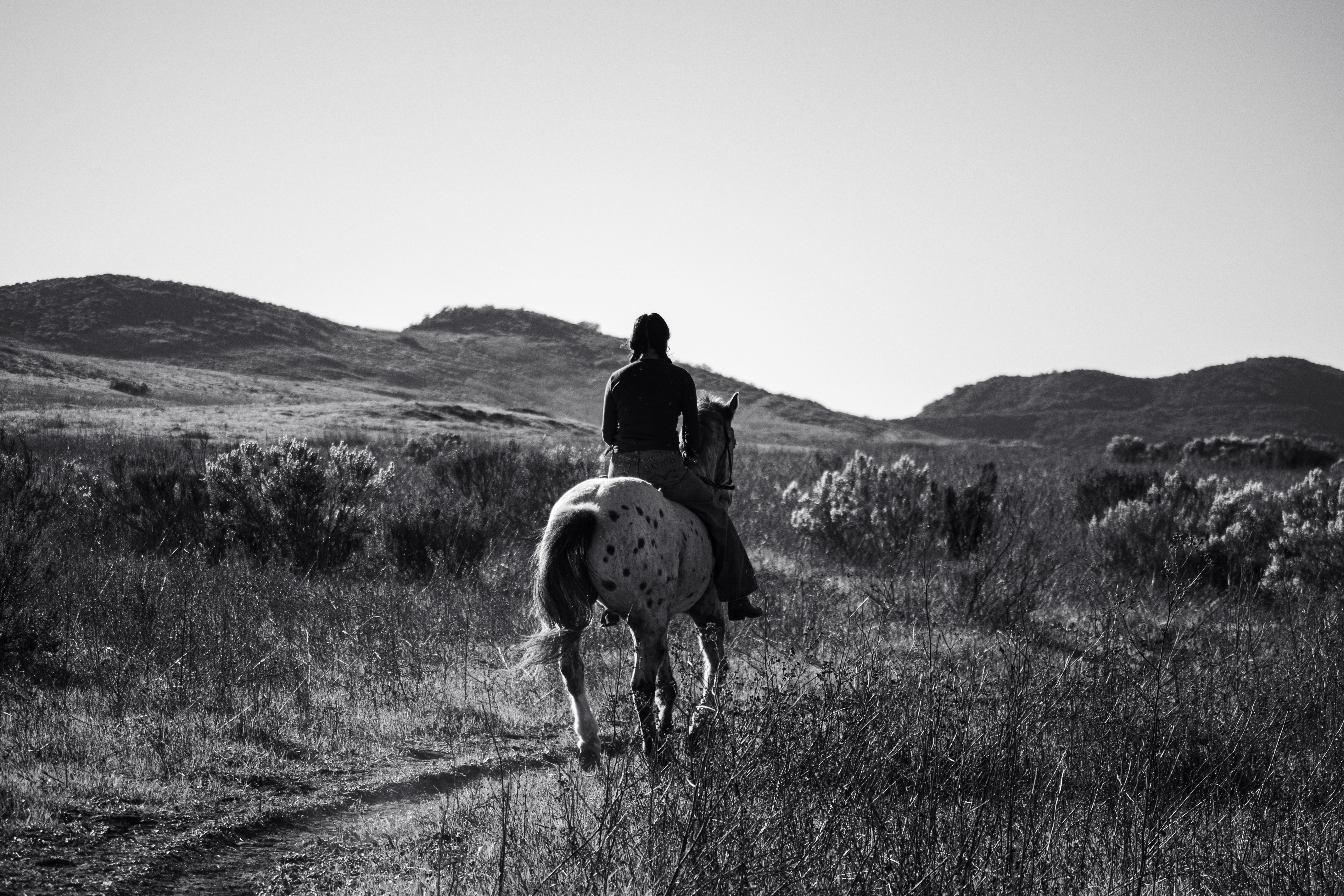 Close-up of speckled horse looking through a wooden gate at Potrero Ranch