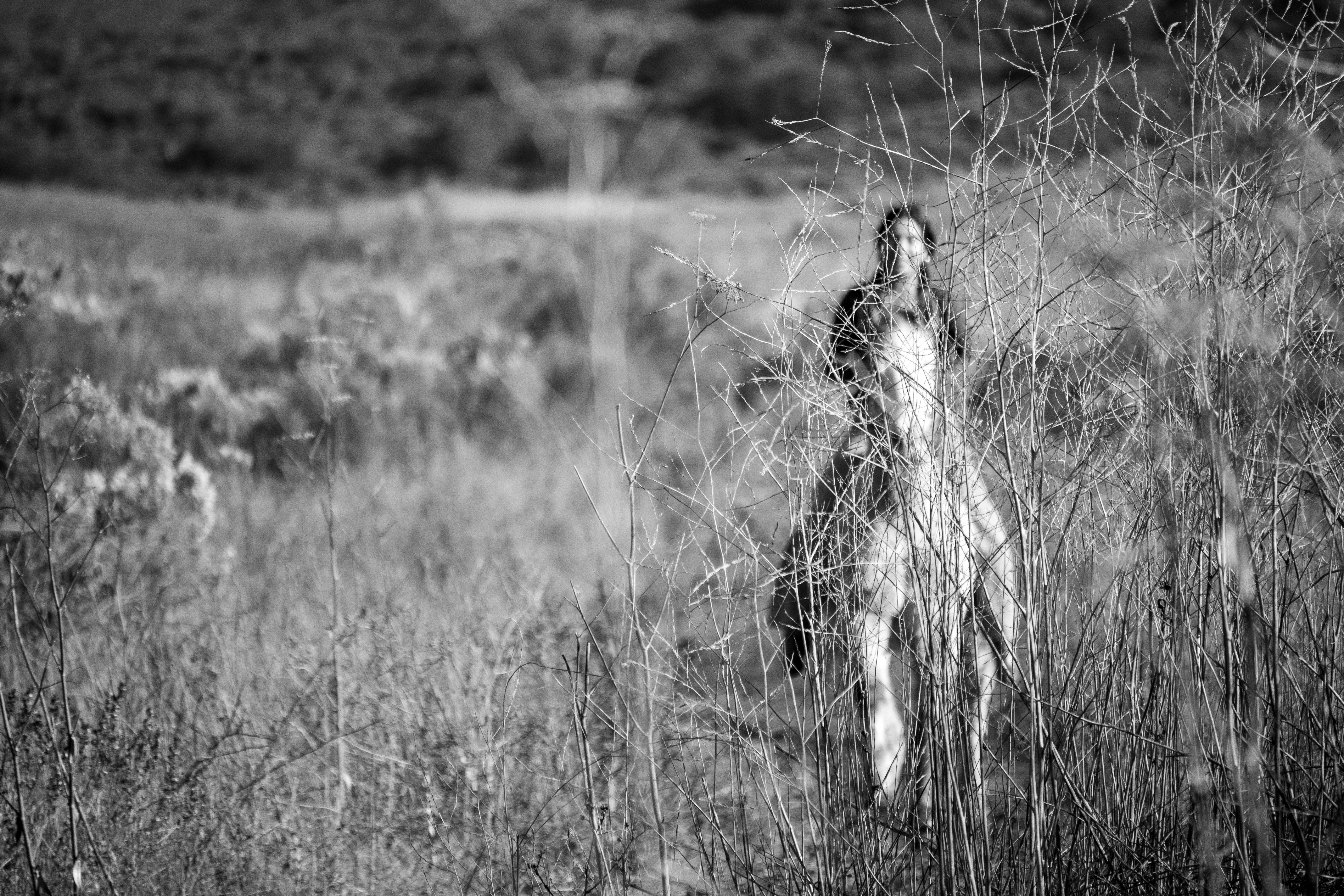 Anna riding Pompy, partially obscured by tall dry grass at Potrero Ranch